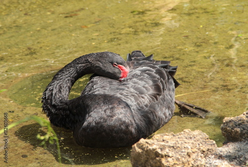 cigno nero photo