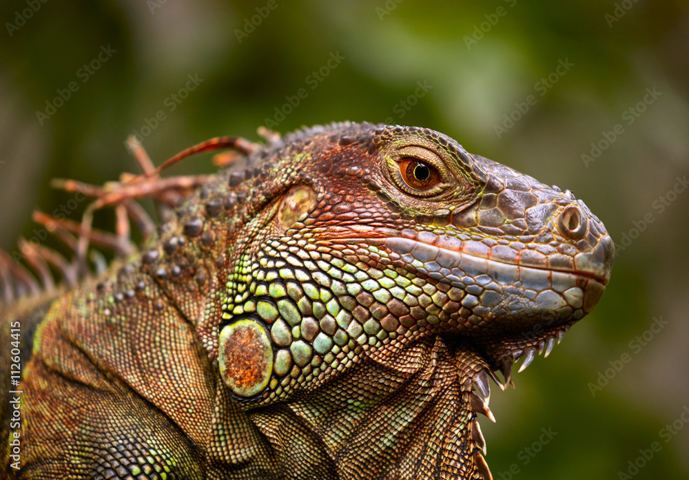 Fototapeta premium Green Iguana reptile
