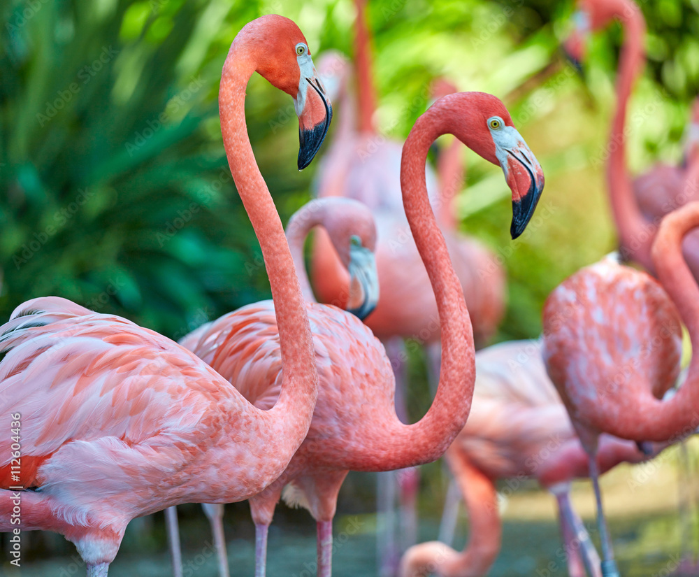 Obraz premium Różowe flamingi