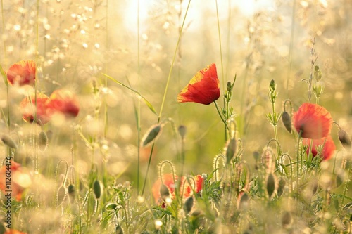 Fototapeta Naklejka Na Ścianę i Meble -  Poppy in the field at dawn