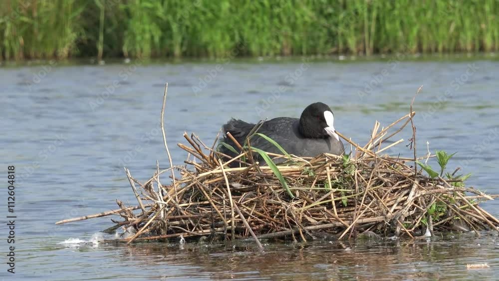 coot sitting on nest in the lake coot sitting on nest in the lake