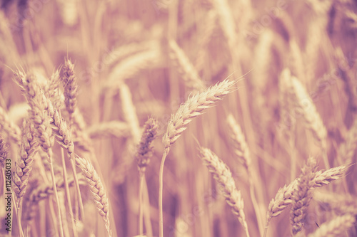photo of  ears on the beautiful wheat field toned in retro vintage style