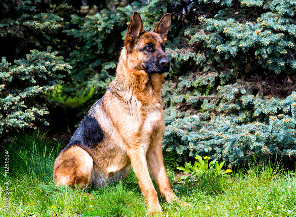German shepherd seats. German shepherd is on the green grass. German shepherd seats. German shepherd is on the green grass.