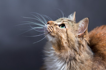 Keuken achterwand Kat Portret van kat met groene ogen  © fantom_rd
