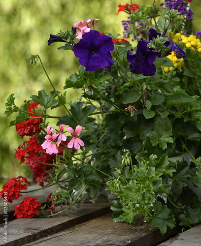 Fototapeta Naklejka Na Ścianę i Meble -  fleurs