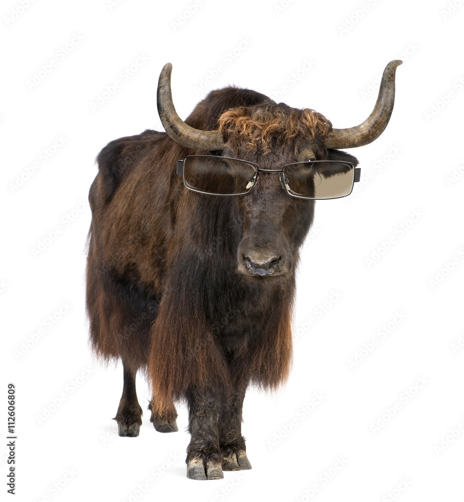 Yak wearing sunglasses, isolated on white Yak wearing sunglasses, isolated on white