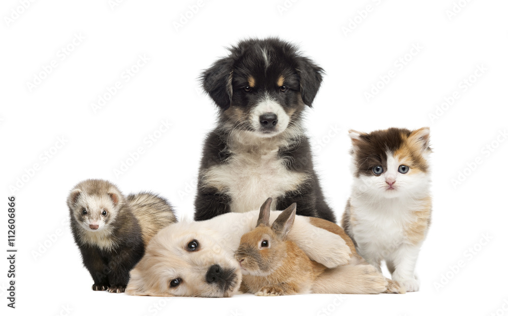 Group of young pets isolated on white