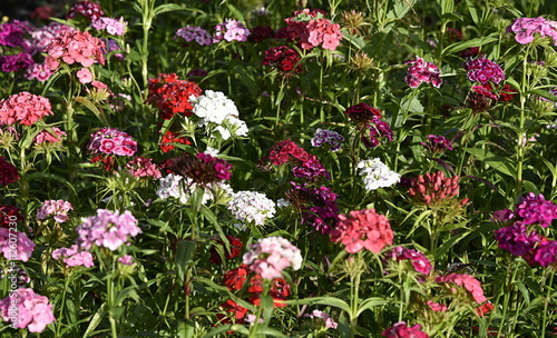 Fototapeta Naklejka Na Ścianę i Meble -  fleurs