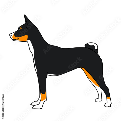 Basenji tricolor