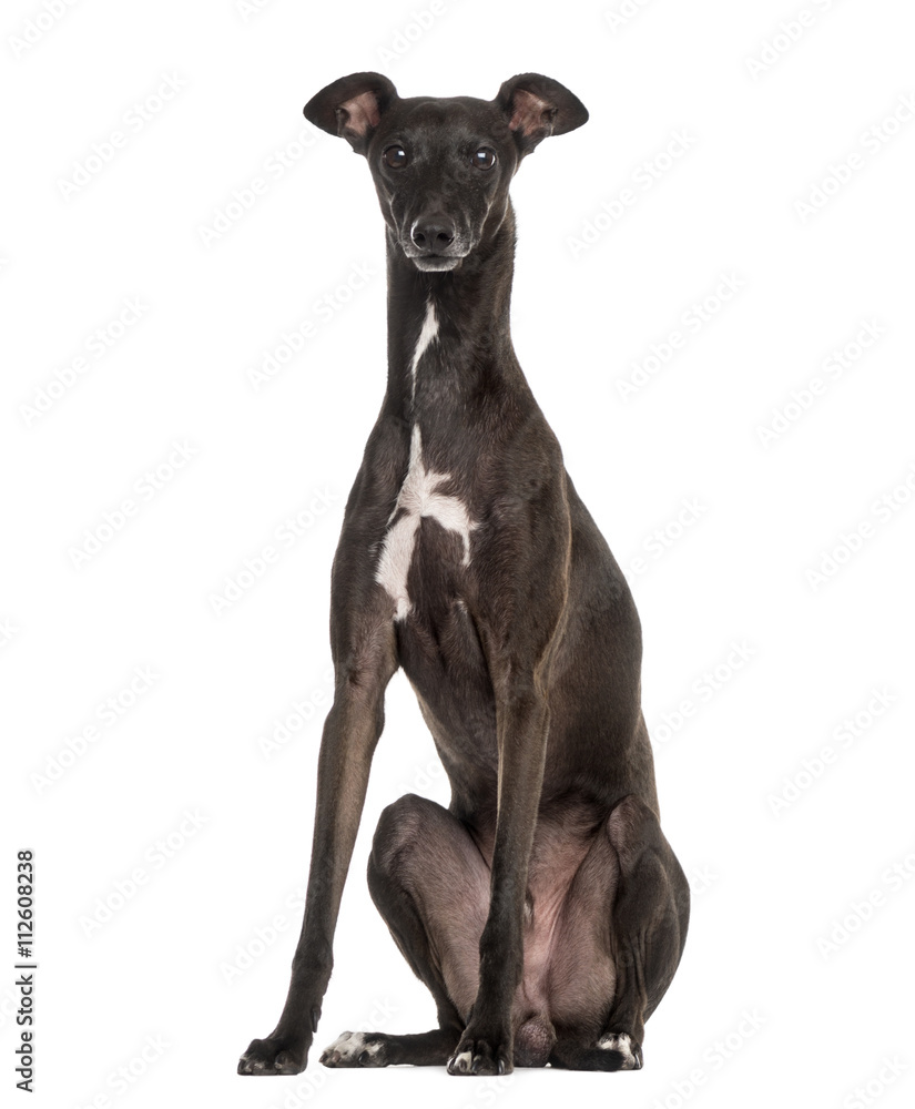 Italian Greyhound isolated on white