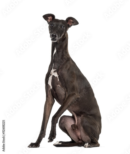 Italian Greyhound isolated on white