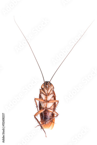 Cockroach on white  background © pureip