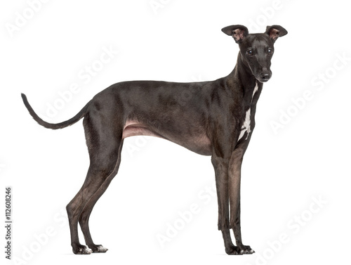 Italian Greyhound isolated on white