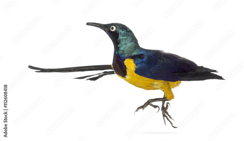 Golden Breasted Starling isolated on white Golden Breasted Starling isolated on white