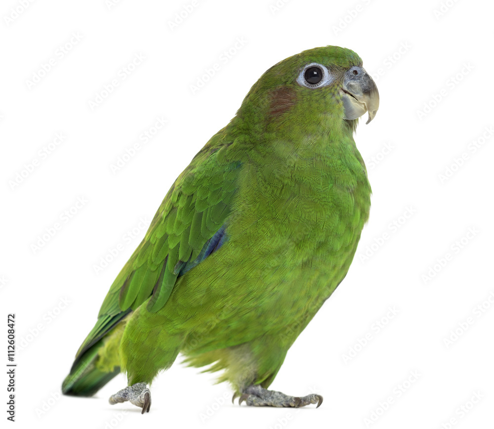Pileated Parrot isolated on white