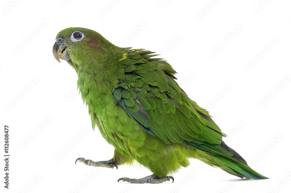 Pileated Parrot isolated on white Pileated Parrot isolated on white