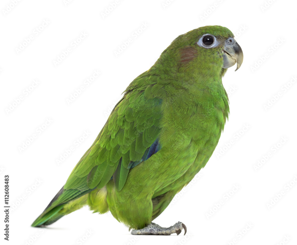 Fototapeta premium Pileated Parrot isolated on white