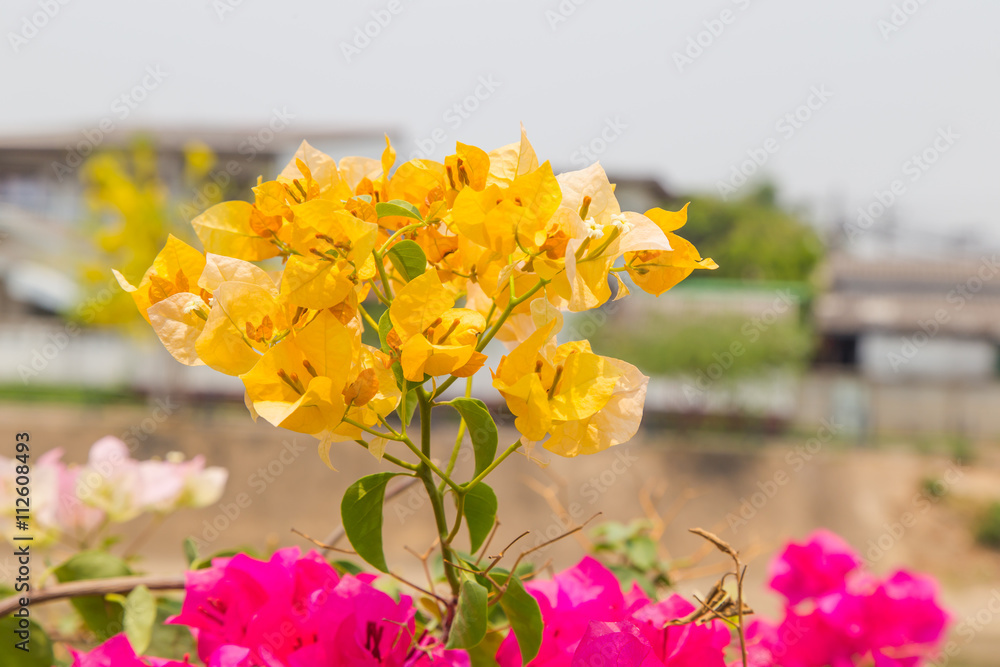 Bougainvillea flowers yellow
