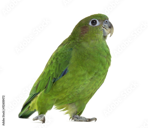 Pileated Parrot isolated on white © Eric Isselée