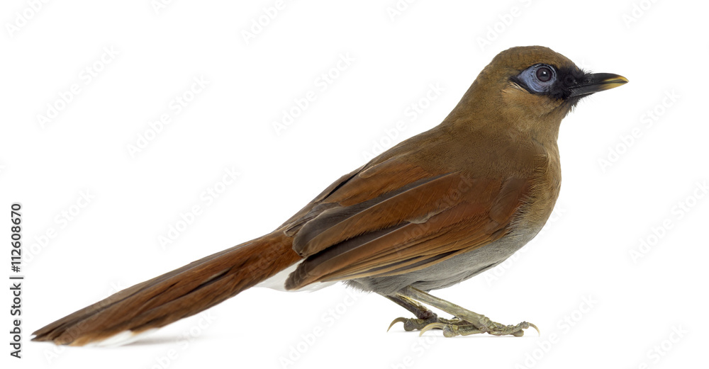 Obraz premium Grey Sided Laughingthrush isolated on white