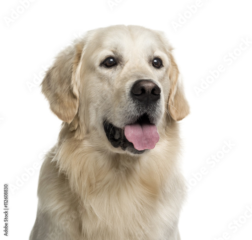 Golden Retriever isolated on white