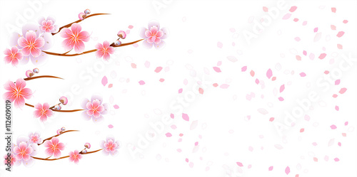 Flowers design. Flowers background. Branches of sakura with flowers. Cherry blossom branches with petals falling isolated on white background. Vector