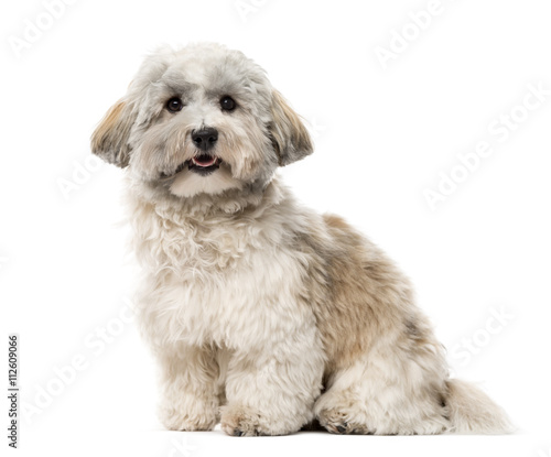 Canvas Print Havanese isolated on white