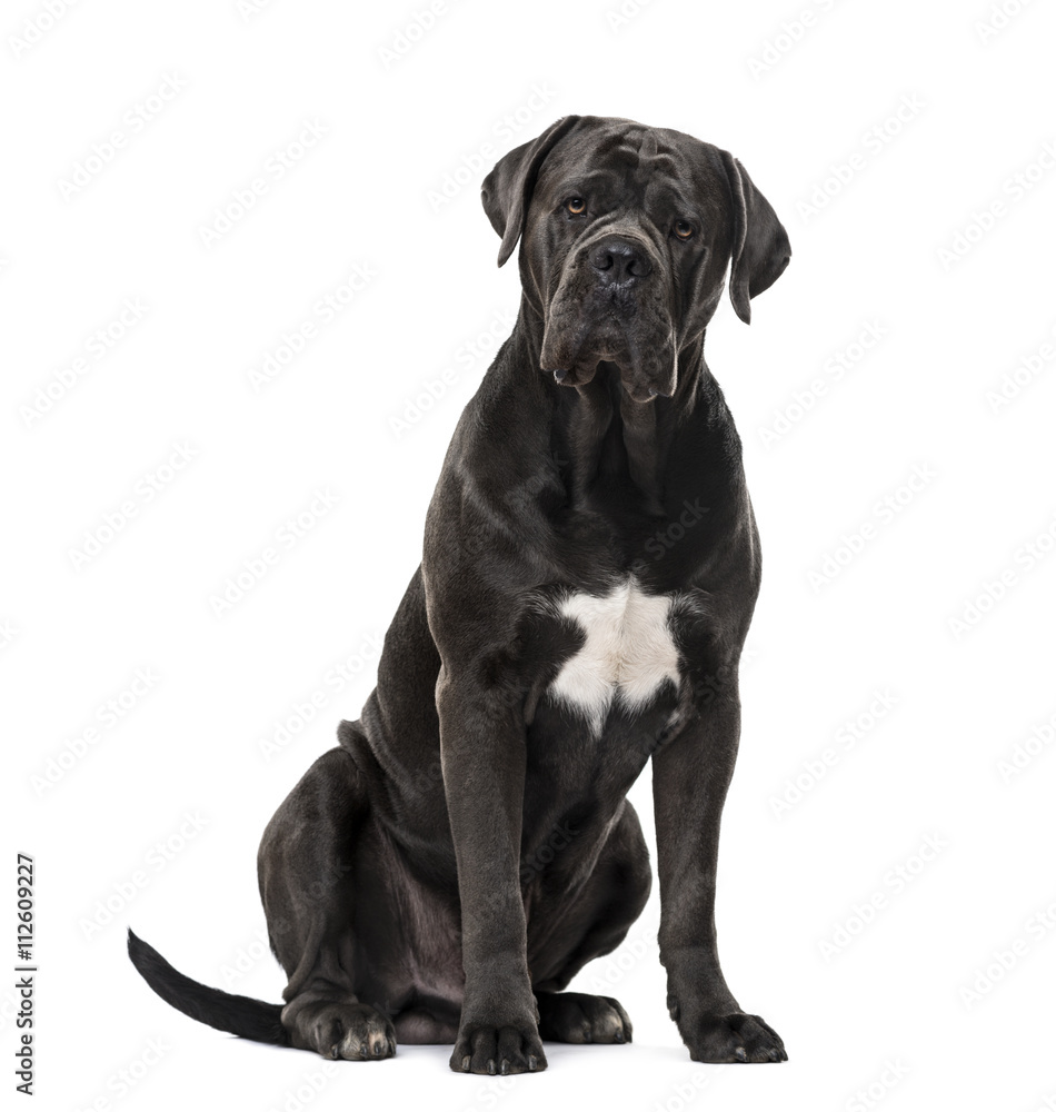 Cane Corso isolated on white Cane Corso isolated on white