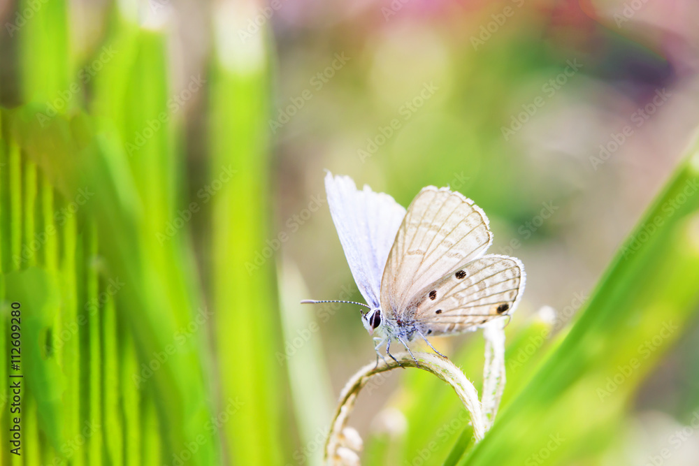 Butterfly in spring. Butterfly in spring.