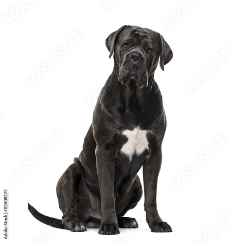 Fototapeta Naklejka Na Ścianę i Meble -  Cane Corso isolated on white