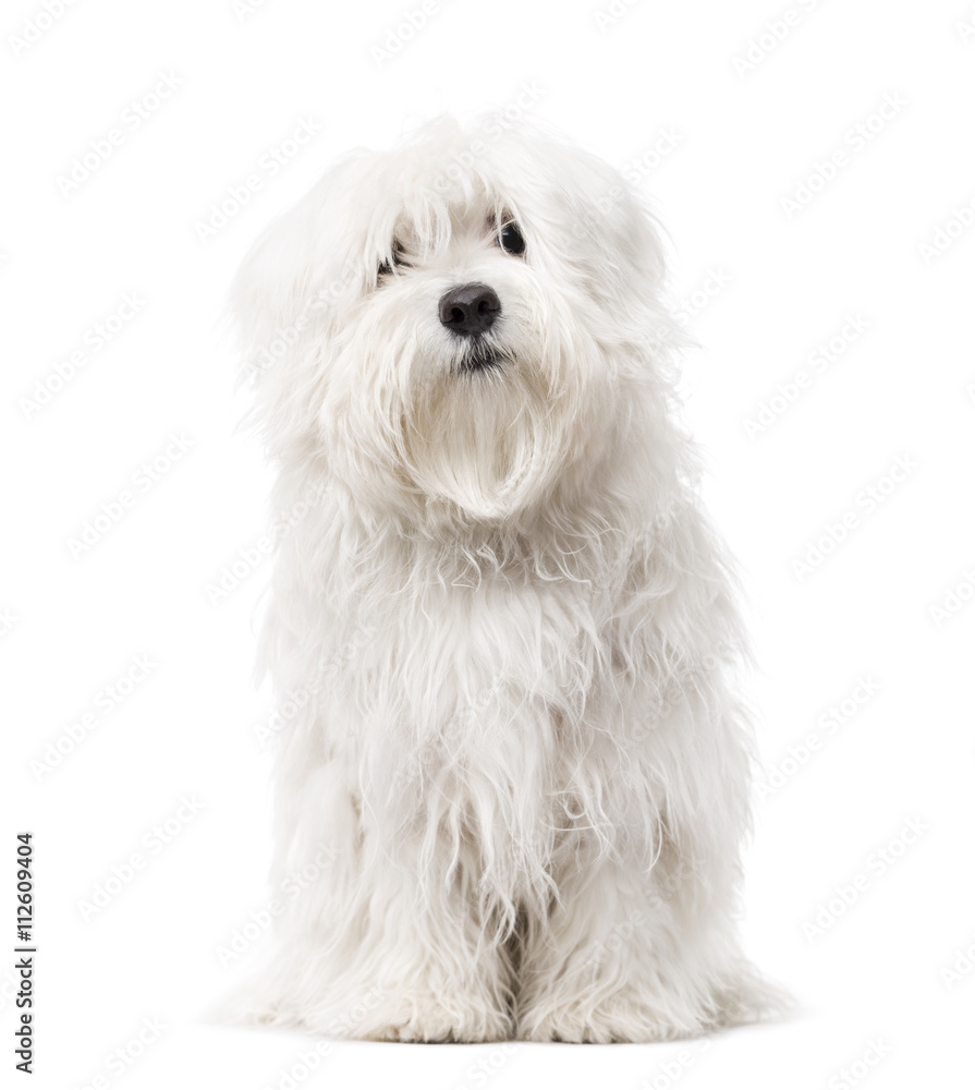 Maltese puppy isolated on white