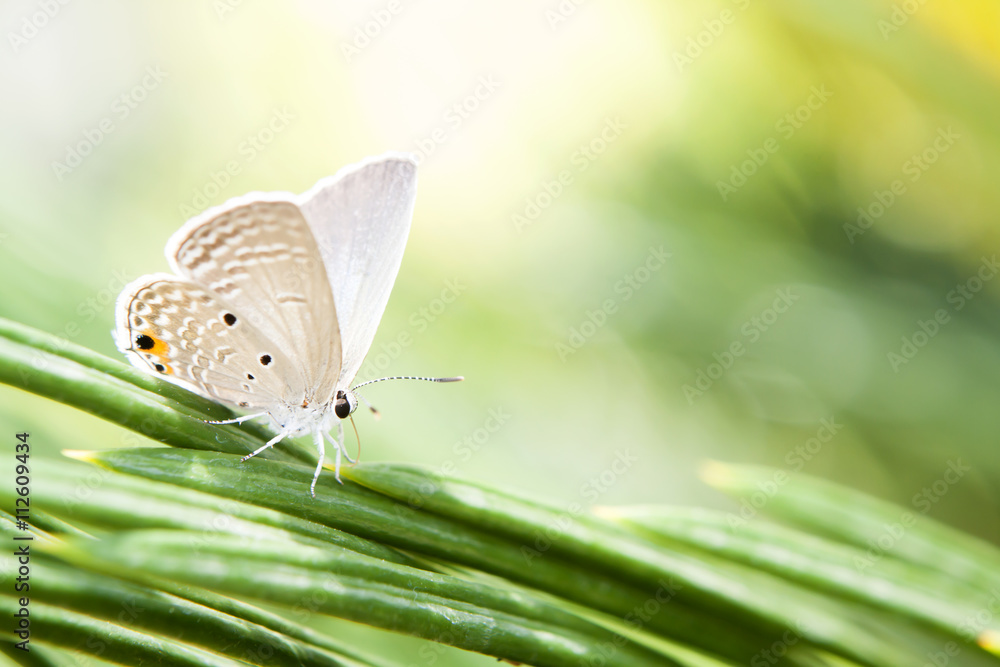 Butterfly in spring. Butterfly in spring.