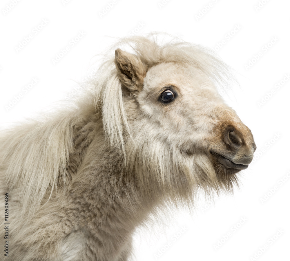 Fototapeta premium Shetland Pony isolated on white