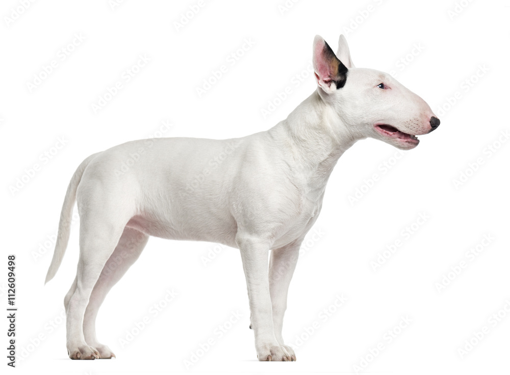 Bull Terrier isolated on white