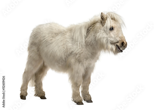 Fototapeta Naklejka Na Ścianę i Meble -  Shetland Pony isolated on white