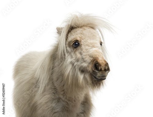 Fototapeta Naklejka Na Ścianę i Meble -  Shetland Pony isolated on white