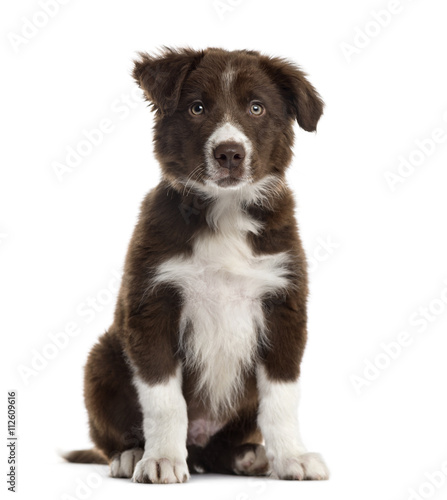 Border Collie puppy isolated on white