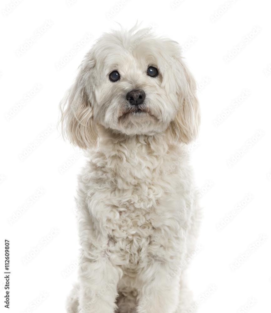 Bichon Frisé isolated on white