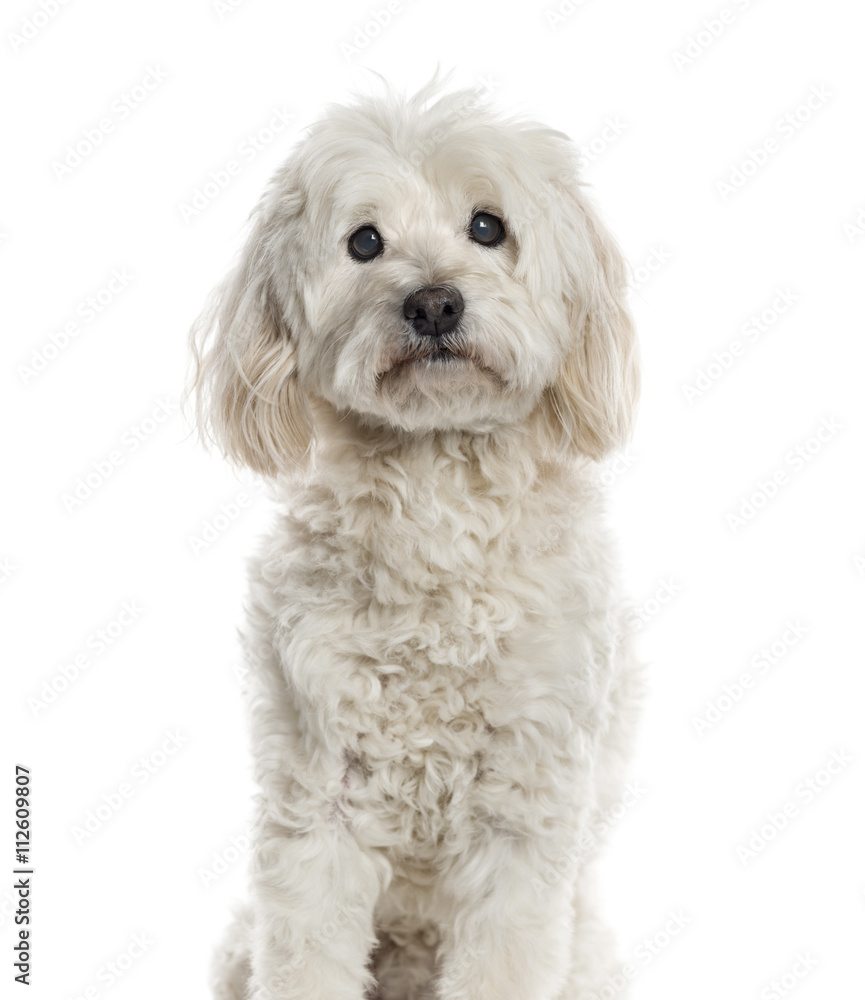 Bichon Frisé isolated on white Bichon Frisé isolated on white