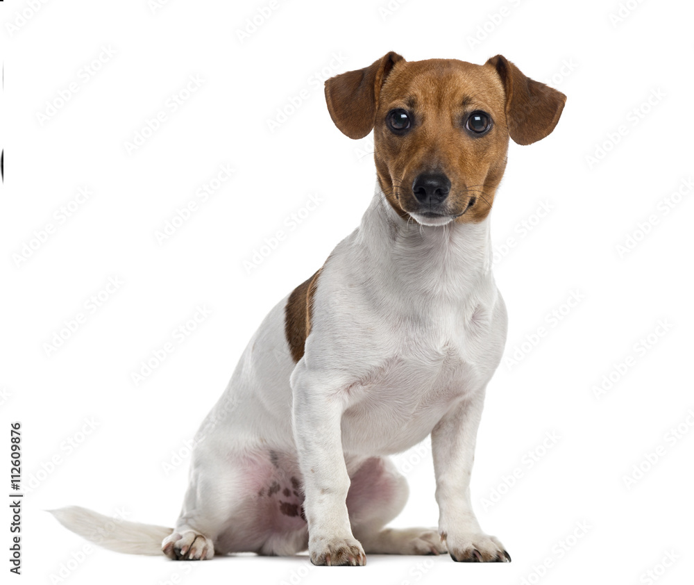 Jack Russell Terrier puppy isolated on white