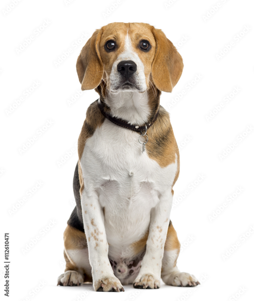 Beagle puppy isolated on white