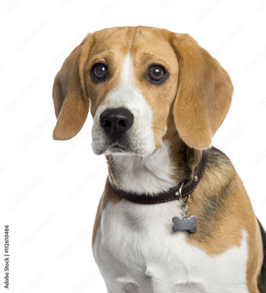 Beagle puppy isolated on white