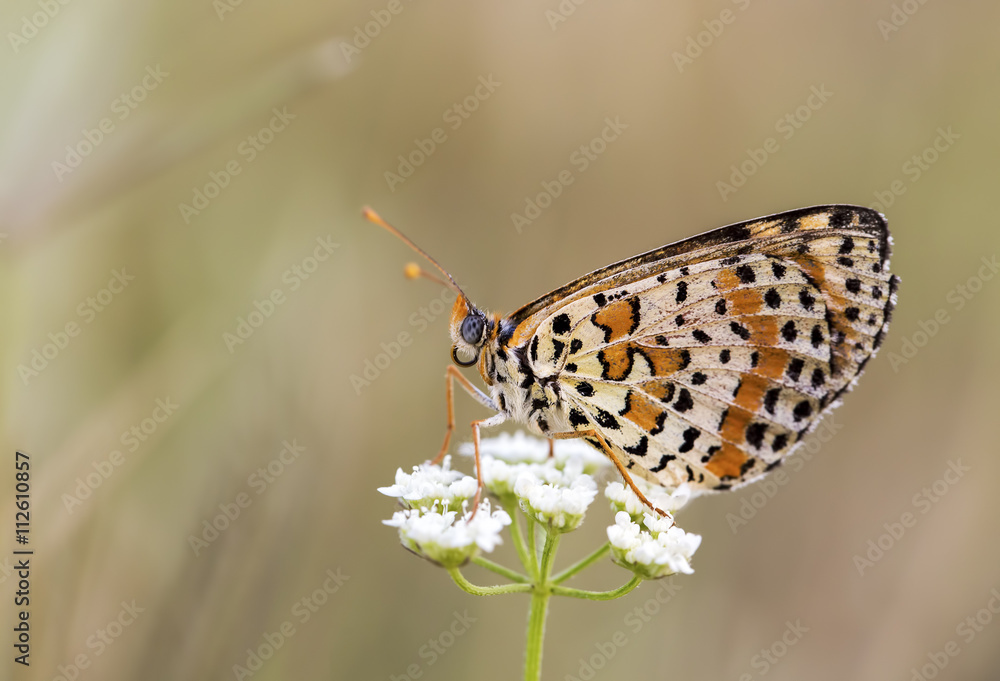 Obraz premium Kelebek