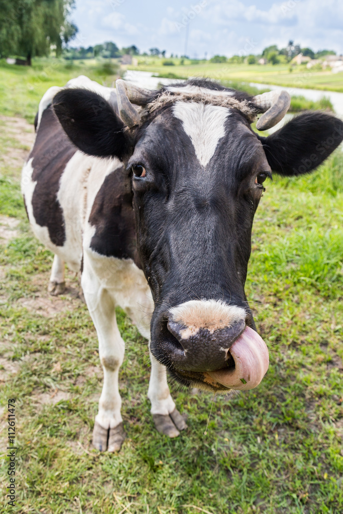 Portrait of the cow looking into the camera while licking it's nouse. Authentic farm series.