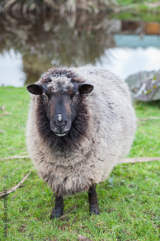 Obraz premium close up face of new zealand merino sheep in rural livestock fa