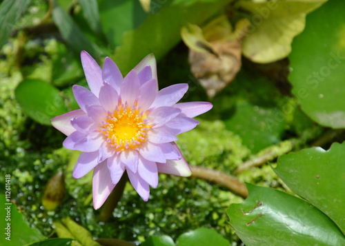 lotus water lily flower blooming in park