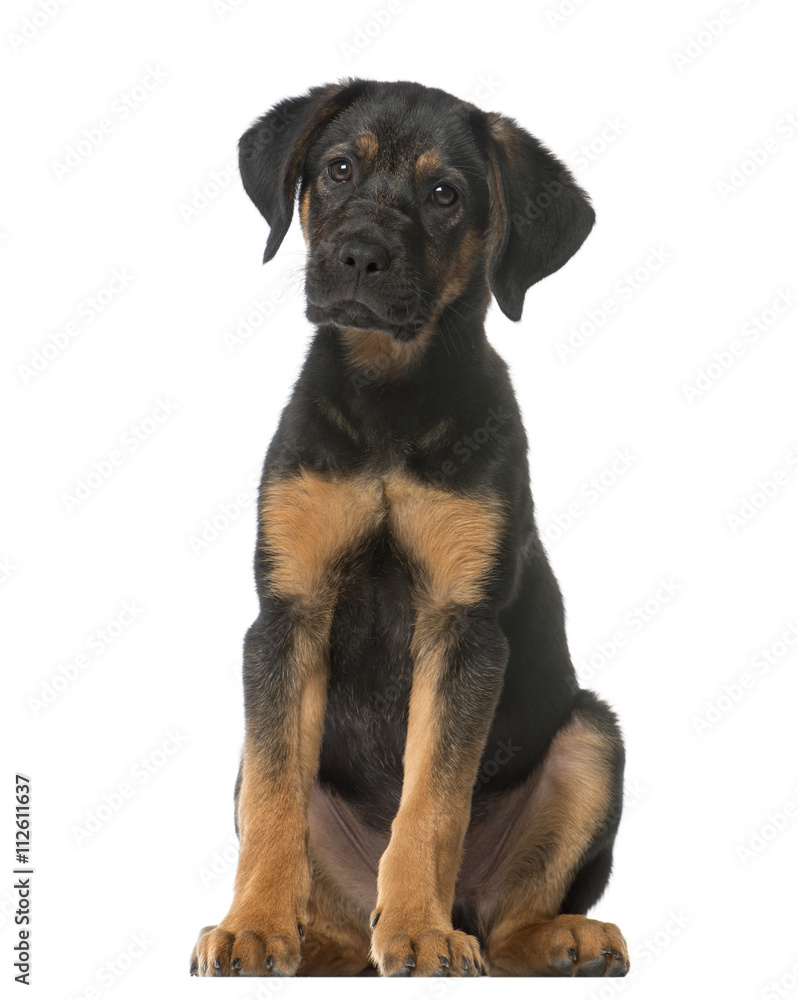 Crossbreed dog between a Malinois and a Pointer sitting and look