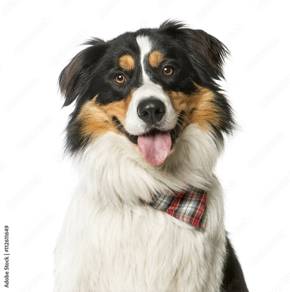 Close up of a Crossbreed dog between a Border Bouvier Bernois we Close up of a Crossbreed dog between a Border Bouvier Bernois we