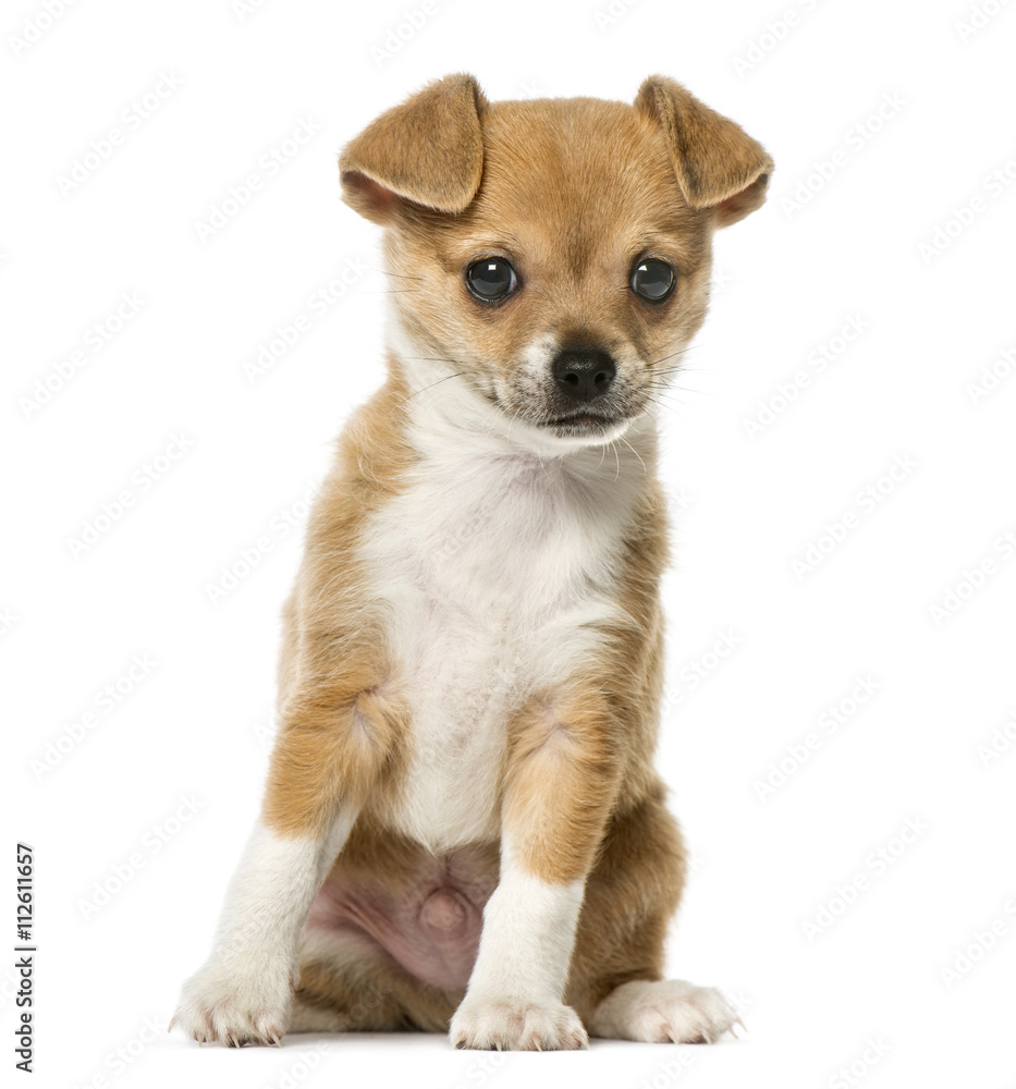 Chihuahua puppy sitting and looking away, isolated on white