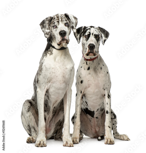 Couple of Great Dane sitting and looking at the camera